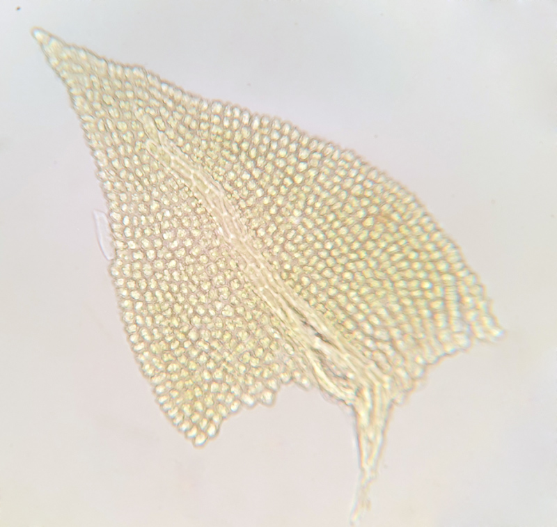 Pelekium minutulum